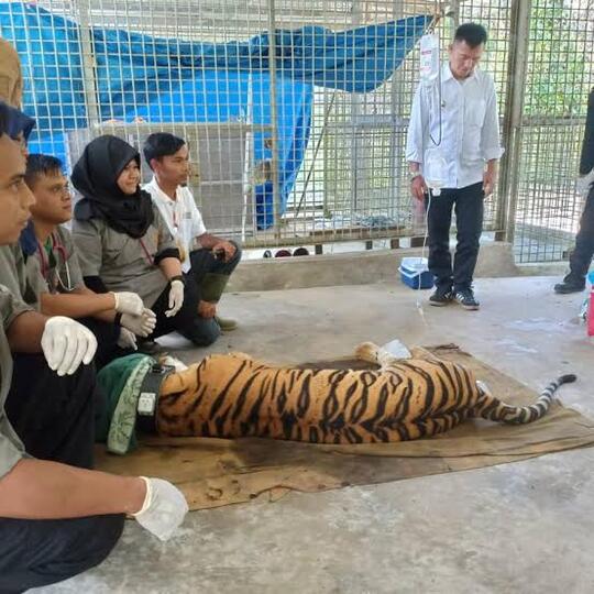 Edan, Bukan Kucing Atau Anjing! Jalan-Jalan Sama Hewan Peliharaan Taunya Harimau.