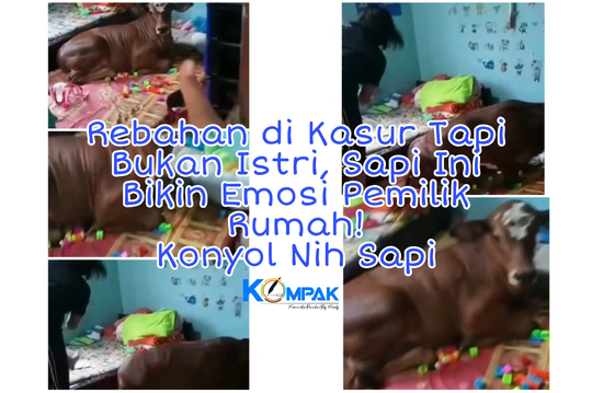Rebahan di Kasur Tapi Bukan Istri, Sapi Ini Bikin Emosi Pemilik Rumah! Konyol Nih