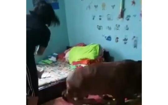 Rebahan di Kasur Tapi Bukan Istri, Sapi Ini Bikin Emosi Pemilik Rumah! Konyol Nih