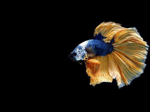7 Jenis Ikan Cupang yang Banyak Dipelihara di Indonesia