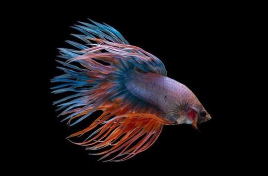 7 Jenis Ikan Cupang yang Banyak Dipelihara di Indonesia