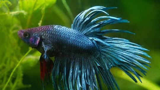 7 Jenis Ikan Cupang yang Banyak Dipelihara di Indonesia
