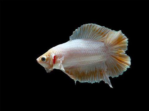 7 Jenis Ikan Cupang yang Banyak Dipelihara di Indonesia