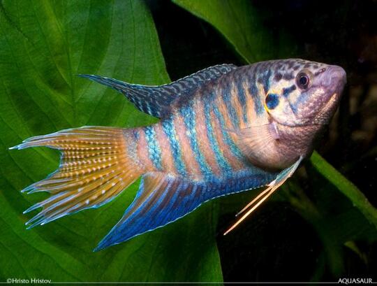 7 Jenis Ikan Cupang yang Banyak Dipelihara di Indonesia
