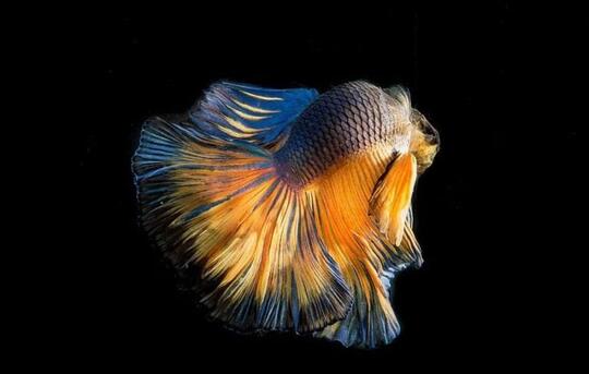 7 Jenis Ikan Cupang yang Banyak Dipelihara di Indonesia