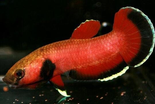 7 Jenis Ikan Cupang yang Banyak Dipelihara di Indonesia