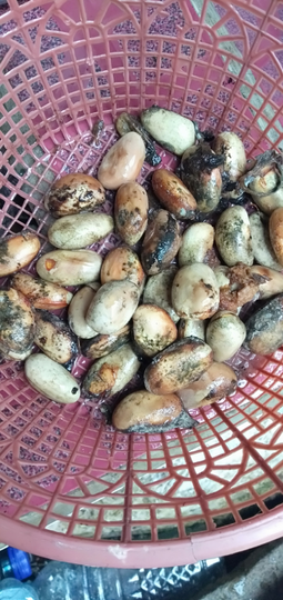 Memiliki Pohon Nangka, Investasi Tiada Batas, Bernilai Jutaan Rupiah