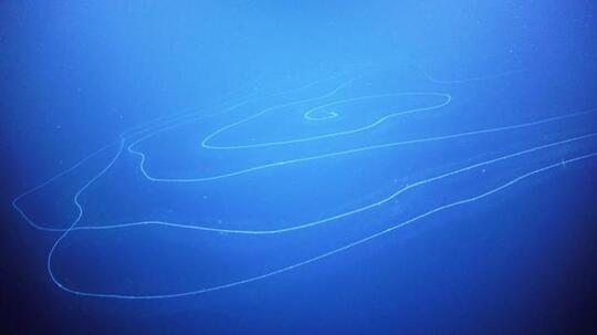 Siphonophore! Hewan Terpanjang Di Dunia Yang Berasal Dari Laut! 45 Meter Loh!!!