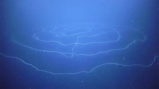 Siphonophore! Hewan Terpanjang Di Dunia Yang Berasal Dari Laut! 45 Meter Loh!!!