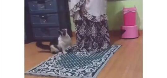 Kucing Gak Ada Akhlak, Mengganggu Orang Shalat! Ekspresi Ibu Ini Tuai Pujian
