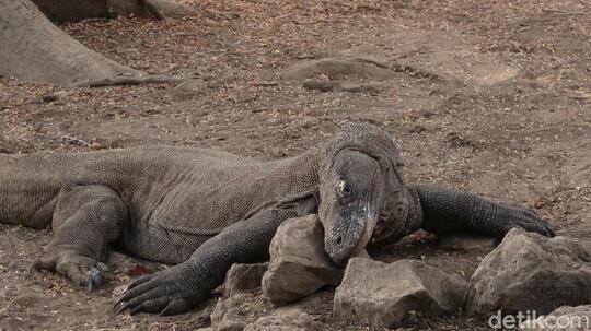 Ngenes! Komodo Vs Truk Proyek di Taman Nasional