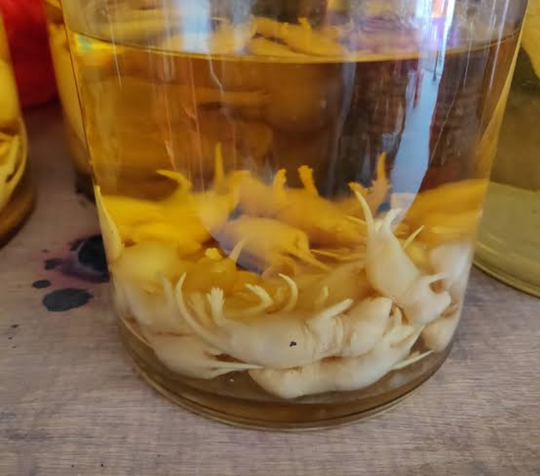 Jangan Baca Saat Makan! Inilah 5 Makanan Paling Tidak Manusiawi!