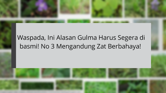 Waspada, Ini Alasan Gulma Harus Segera di basmi! No 3 Mengandung Zat Berbahaya!