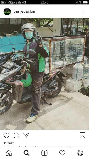 Kang Akuarium Makin Kaya VS Ojol Amsiong