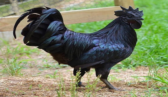 Inilah Alasan Kenapa Ayam Cemani Bisa Di Hargai Sampai Jutaan Rupiah