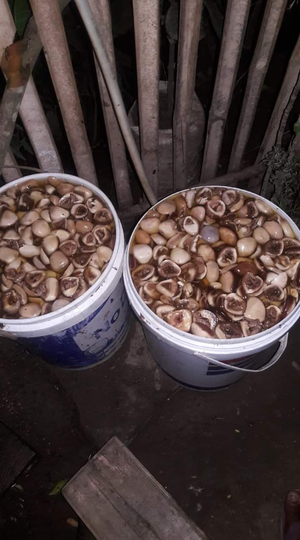 Beberapa Tanaman Yang Menjadi Bahan Baku Olahan Dage Lezat, Nomor 4 Paling Unik!