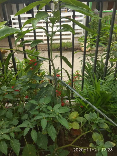 Menunggu Pohon Tumbuh Besar Sambil Menanam Kembang di Pekarangan