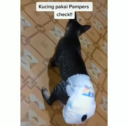 Alami Diare, Kucing ini Dipakaikan Pampers Hingga Berjalan Seperti Anak Baru Disunat!