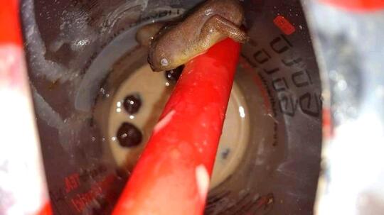 Gan, Selapar Apapun Perut Jangan Langsung Embat Aja Makanan, Atau Kayak Gini Jadinya!