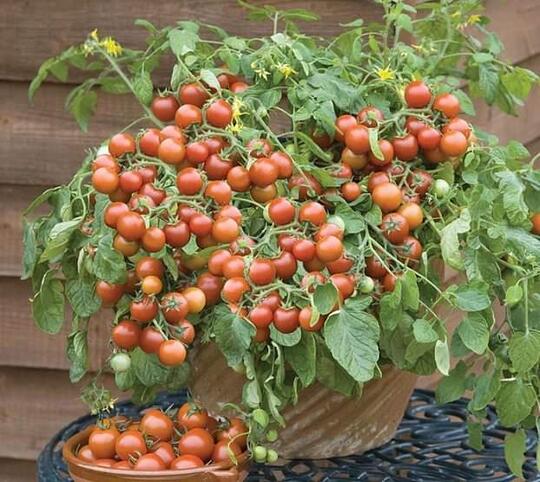 Alternatif Tanaman Sayur Penghias Pekarangan Sempit, Bakal Hemat Belanja Nih!