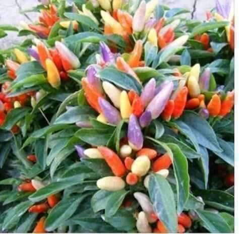 Alternatif Tanaman Sayur Penghias Pekarangan Sempit, Bakal Hemat Belanja Nih!