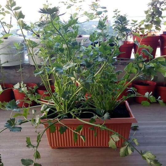 Alternatif Tanaman Sayur Penghias Pekarangan Sempit, Bakal Hemat Belanja Nih!
