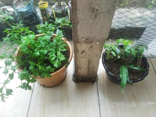 Alternatif Tanaman Sayur Penghias Pekarangan Sempit, Bakal Hemat Belanja Nih!