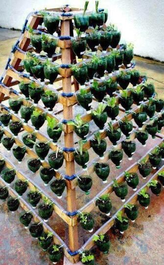 Alternatif Tanaman Sayur Penghias Pekarangan Sempit, Bakal Hemat Belanja Nih!