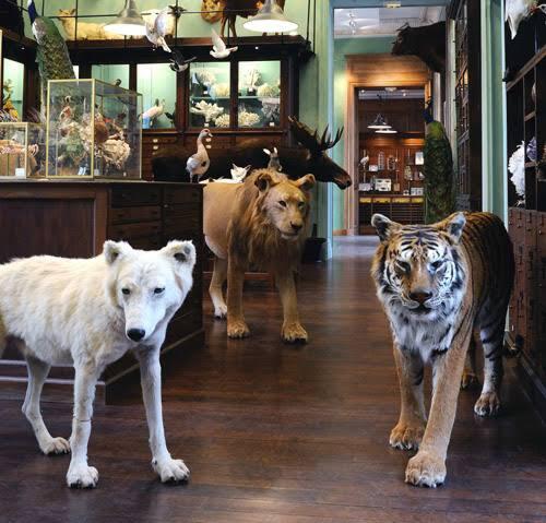 Mengenal Apa Itu Taxidermy