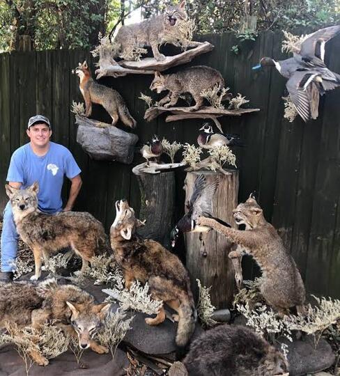 Mengenal Apa Itu Taxidermy