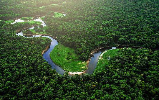 Ada Ikan Kecil Yang Ditakuti, Inilah Hewan Aneh Dan Unik Yang Tinggal Di Hutan Amazon