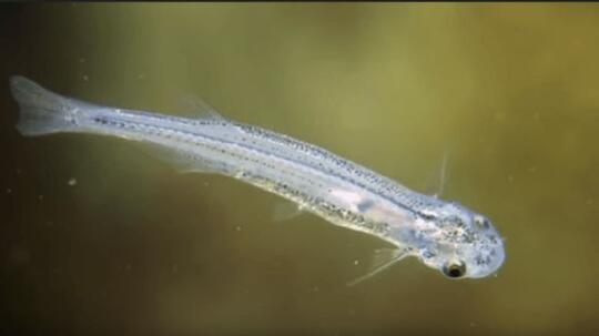 Ada Ikan Kecil Yang Ditakuti, Inilah Hewan Aneh Dan Unik Yang Tinggal Di Hutan Amazon