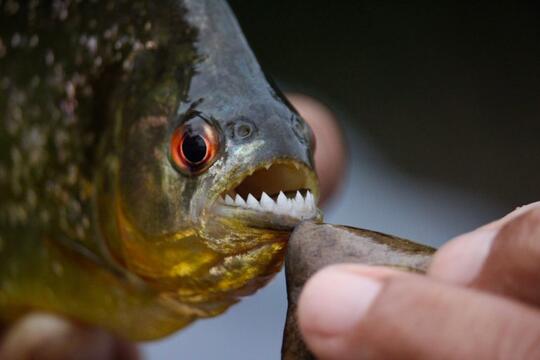 Ada Ikan Kecil Yang Ditakuti, Inilah Hewan Aneh Dan Unik Yang Tinggal Di Hutan Amazon