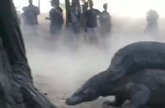 Video 19Detik Menegangkan, Dua Komodo Raksasa Bergulat Tanpa Sensor dan Settingan!
