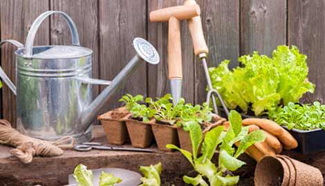 Tips Cerdas Membangun Taman Di Rumah Saja, Perhatikan Ini Dulu!