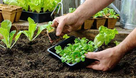 Tips Cerdas Membangun Taman Di Rumah Saja, Perhatikan Ini Dulu!
