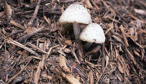 Tips Cerdas Membangun Taman Di Rumah Saja, Perhatikan Ini Dulu!