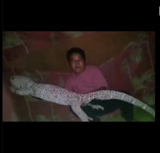 Viral Video Pamer Tokek Jumbo Ukuran 2 Meter yang Pemiliknya Auto Jadi Sultan!