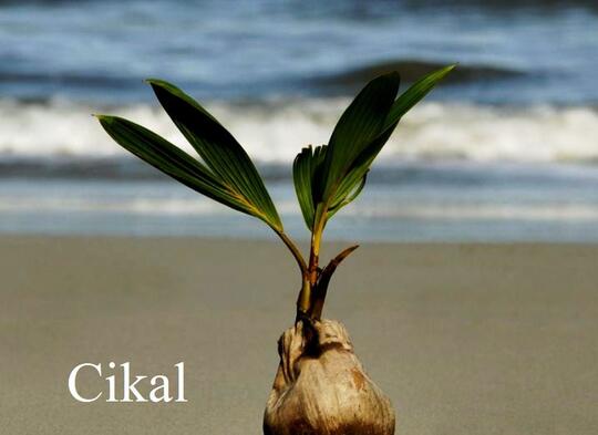 Kosakata Unik Bahasa Jawa Tentang Pohon Kelapa