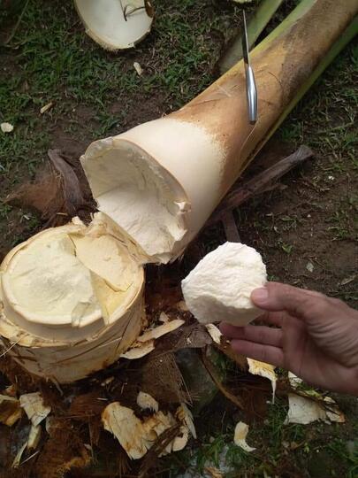 Kosakata Unik Bahasa Jawa Tentang Pohon Kelapa