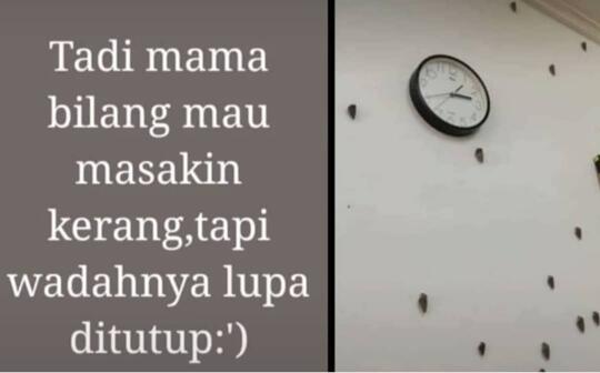 Kocak, Lupa Menutup Wadah Sebelum Dimasak, Tutut Berkeliaran dan Jadi Hiasan Dinding!