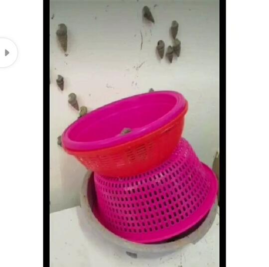Kocak, Lupa Menutup Wadah Sebelum Dimasak, Tutut Berkeliaran dan Jadi Hiasan Dinding!