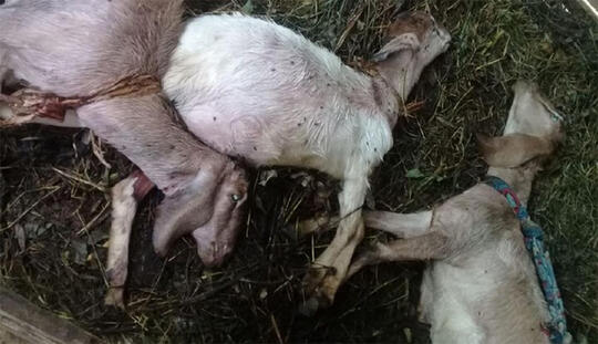 Viral: Misteri Puluhan Kambing Mati Secara Mendadak Di Kuningan Jawa Barat