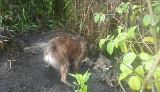 Viral: Misteri Puluhan Kambing Mati Secara Mendadak Di Kuningan Jawa Barat