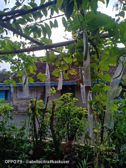 Sosok Abella Citra dari Kaskus Sampai Menjadi Petani Organik dan Hidroponik