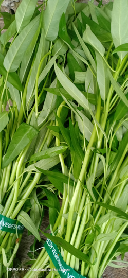 Berbagai Cara Menyemai Kangkung dengan Mudah Bisa Dilakukan Sendiri