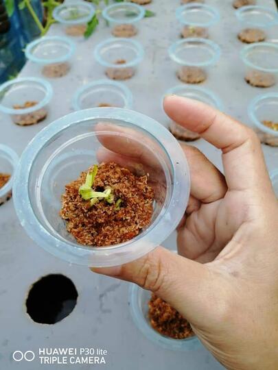 Berbagai Cara Menyemai Kangkung dengan Mudah Bisa Dilakukan Sendiri