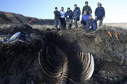 Foto Penampakan 'SAPI LAUT STELLER' Raksasa Di Rusia, Yang Rasanya Mirip ALMOND !