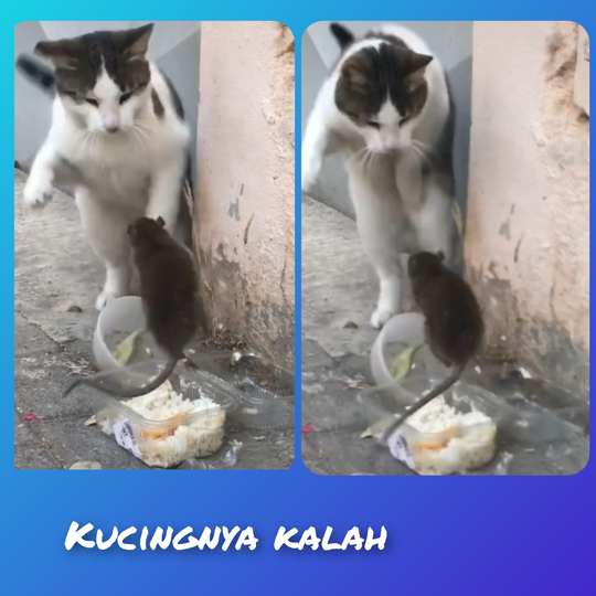 Harga Diri Kucing Ini Hancur Lebur Di Depan Tikus, Sedih 