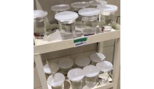 Wow Keren, Makin Populernya Ikan Cupang Sampai Dijual di Supermarket! Serius?